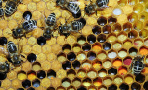 Méhpempő propolisz és virágpor kiszállítás magyarországi méhészetekből