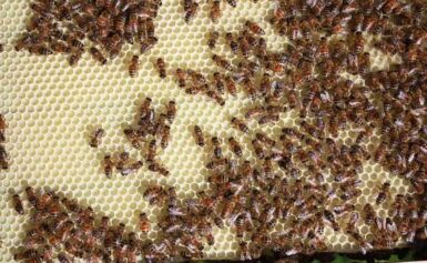 Könnyen elérhető a méhészbolt